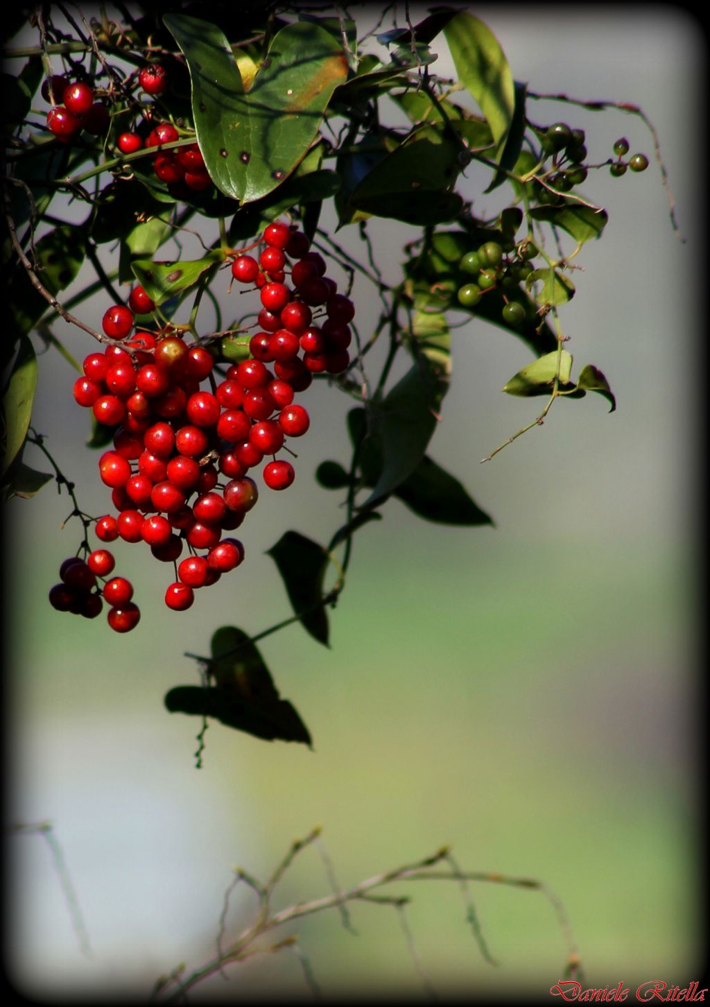 Smilax aspera